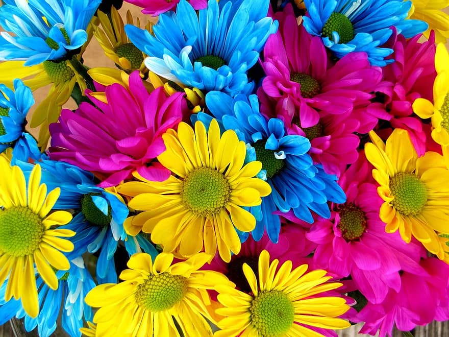 daisies-daisy-flowers-bloom-colorful-petals-nature.jpg