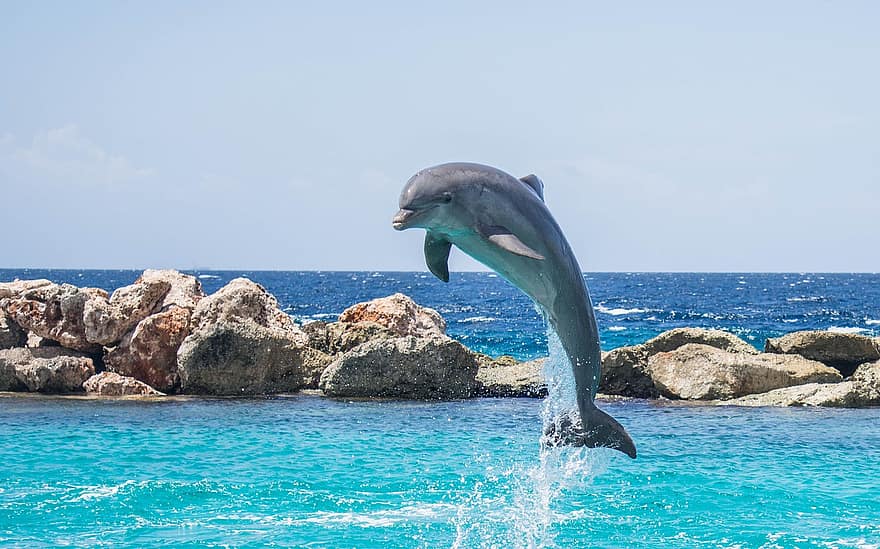 dolphin-aquarium-jumping-fish-animal-ocean-water-life-sea.jpg