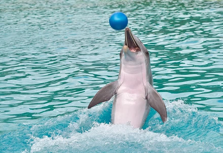 dolphin-ball-play-happy-water-marine-mammal-cetacean-animal-blue.jpg