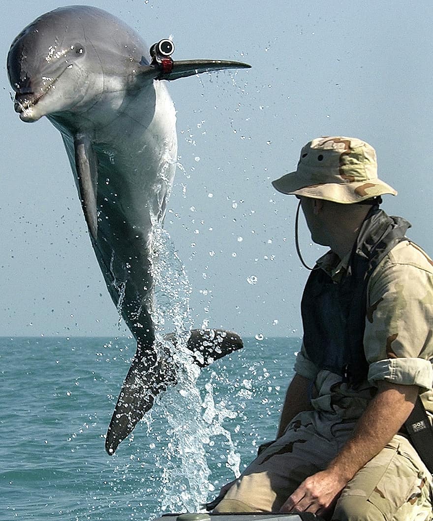 dolphin-marine-scientists-exploration-of-the-sea-medium-delphinidae-orthodontist-mammal-jump-f...jpg