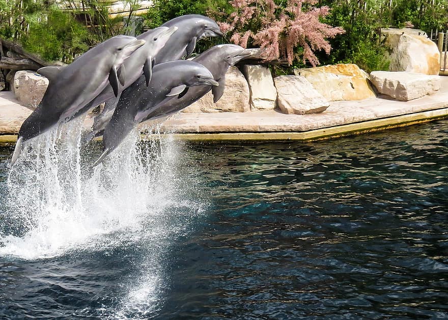dolphin-pinball-show-nuremberg-tiergarten-jump-fin-meeresbewohner-demonstration.jpg