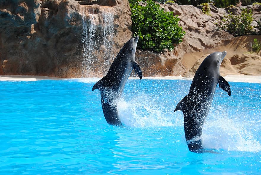 dolphin-pond-animal-dolphinarium-jump-traned-animals.jpg