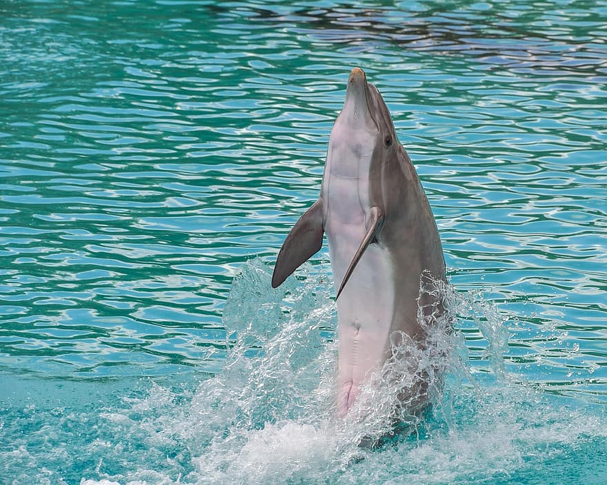 dolphin-standing-back-happy-water-marine-mammal-cetacean-animal-blue.jpg