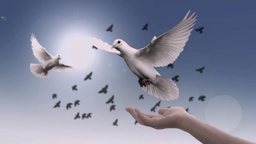 dove-hand-trust-god-pray-prayer-peace-soul-dom.jpg