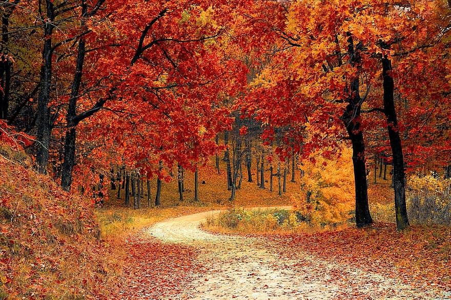 fall-autumn-red-season-woods-nature-leaves-tree-colorful.jpg