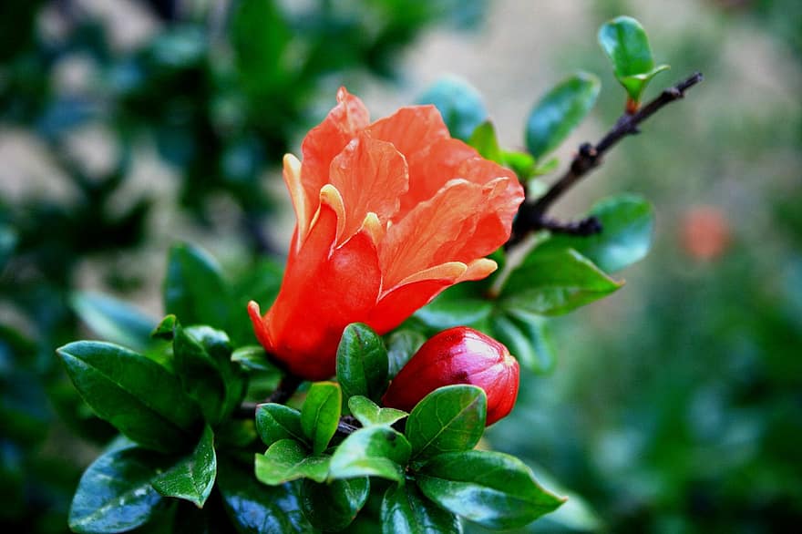 flower-bloom-bud-pomegranate-orange-bright-tree.jpg