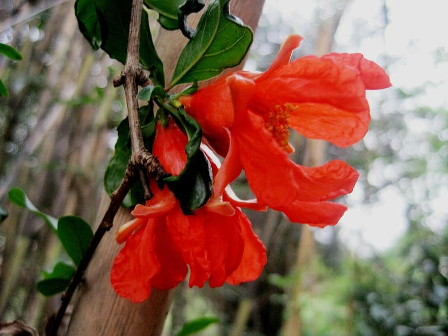 flower-bloom-orange-bright-pomegranate-delicate-twig-garden.jpg