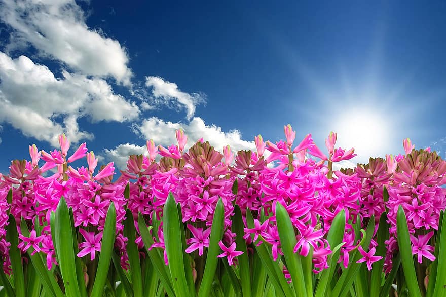 flower-nature-plant-hyacinth-spring-spring-flower-blossom-bloom-harbinger-of-spring.jpg