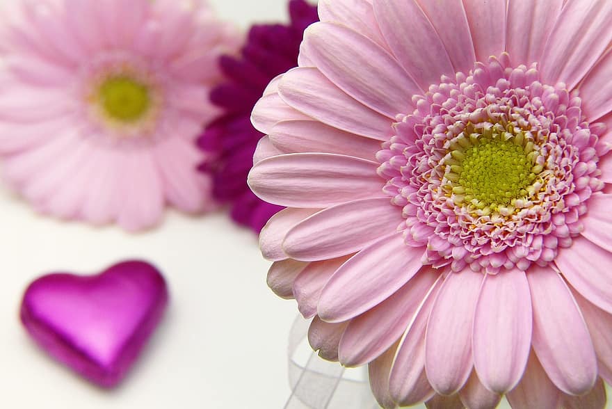 flower-plant-petal-nature-floral-valentine-s-day-love-give-invitation.jpg