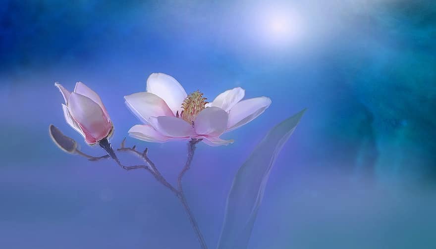 flower-summer-plant-garden-close-up-artistically-art-digital-art-pink.jpg