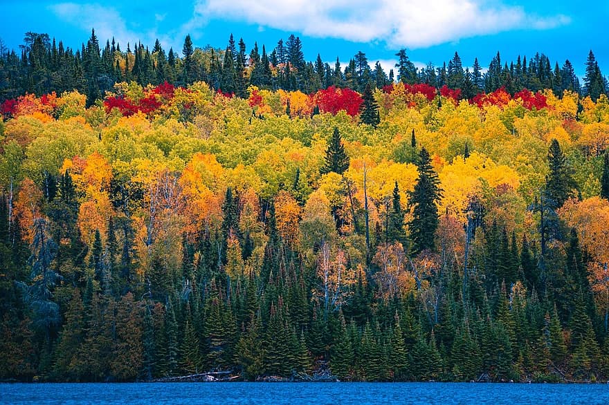 forest-woods-lake-trees-leaves-autumn-colorful-scenic-landscape.jpg