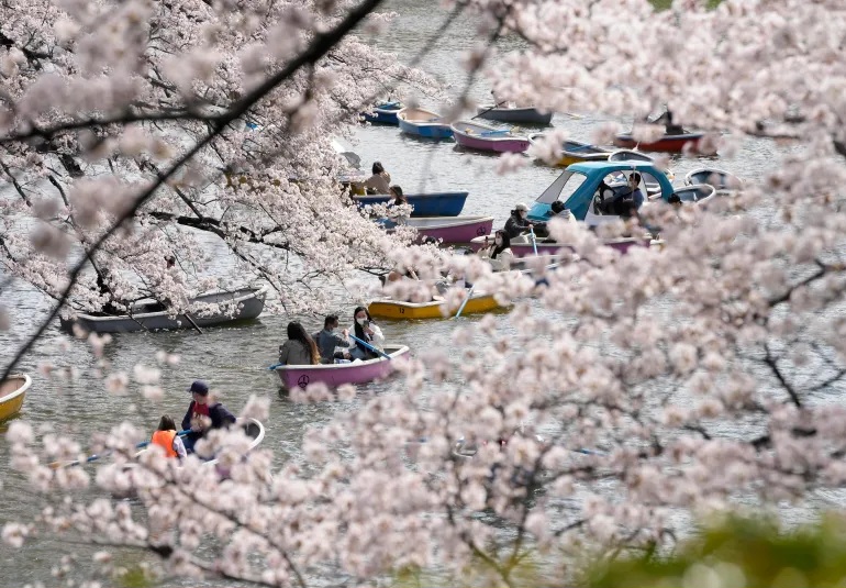 أزهار الـ"ساكورا".. قصة عشق يابانية تجتذب السياح