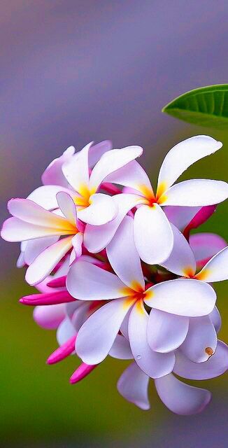 jasmine-flower-16.jpg