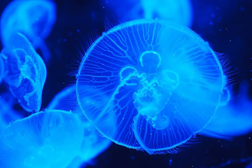 jellyfish-animal-blue-creature-dark-deep-fish-float-glow.jpg