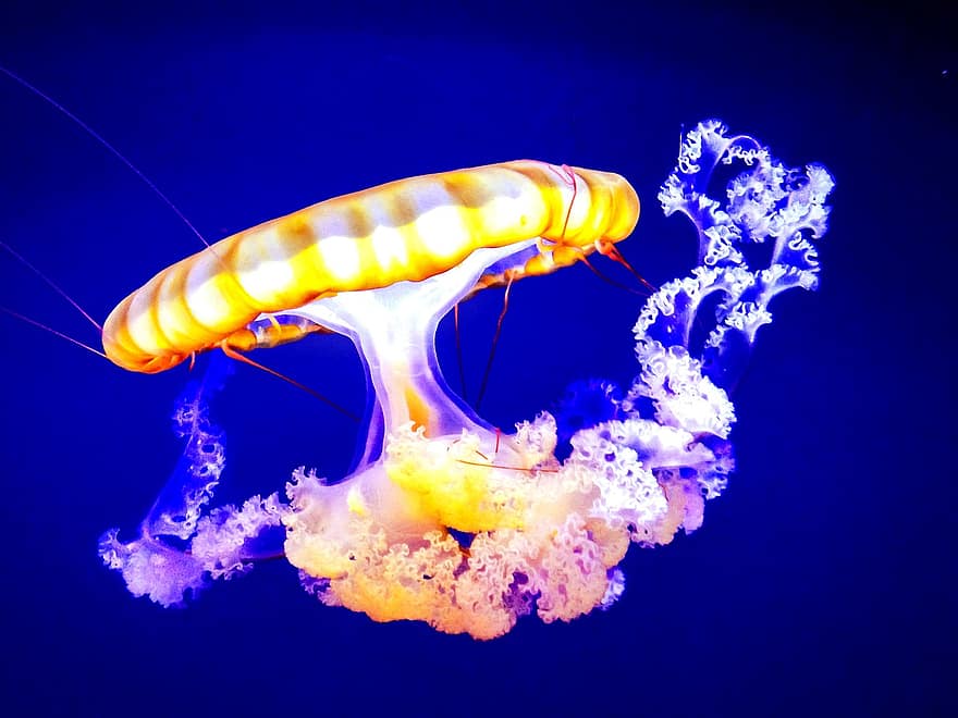 jellyfish-aquarium-ocean-underwater-jelly-floating-aquatic-tropic-undersea.jpg