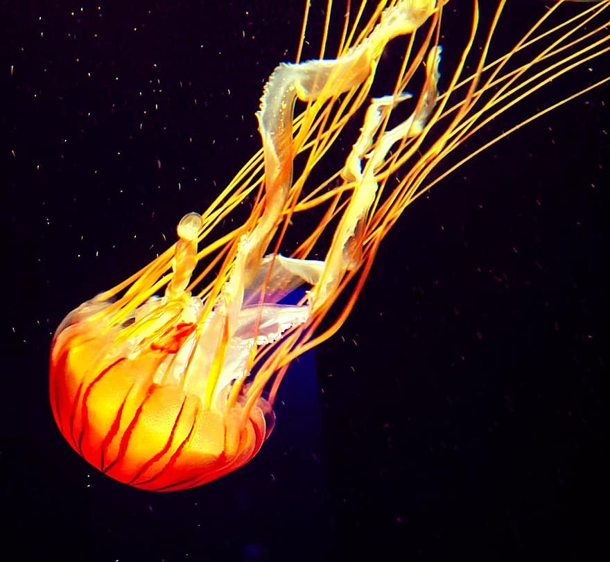 jellyfish-aquarium-water-ocean-underwater-jelly-floating-fish-aquatic.jpg