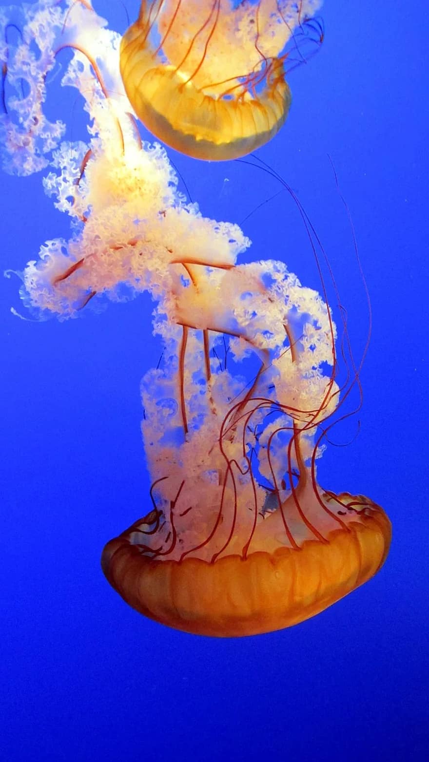 jellyfish-blue-underwater-marine-aquarium-exotic-translucent-aquatic-sea.jpg