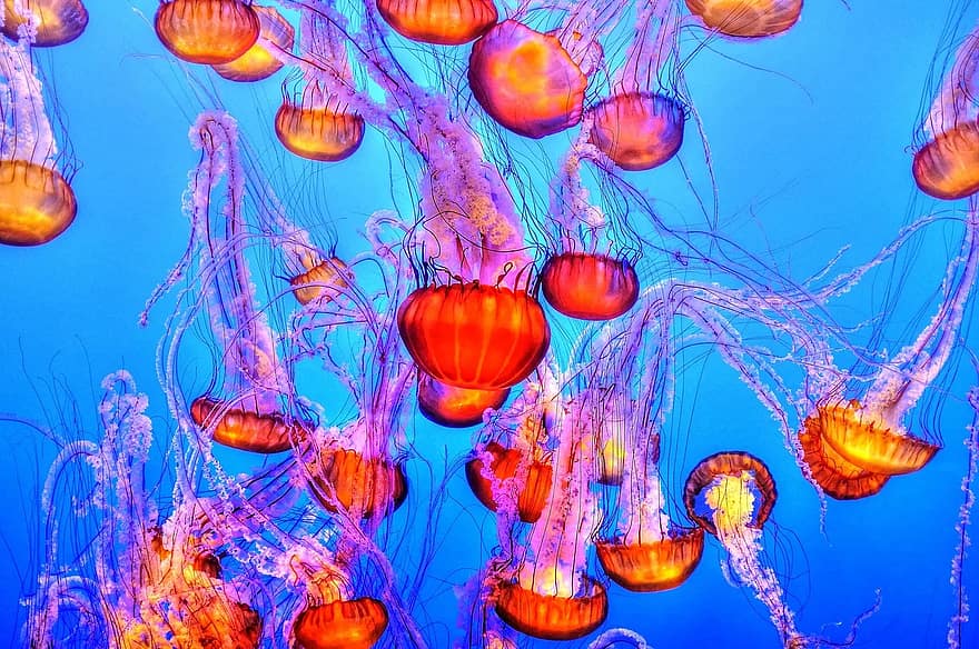 jellyfish-colorful-sea-ocean-water-underwater-aquarium-aquatic-wildlife.jpg
