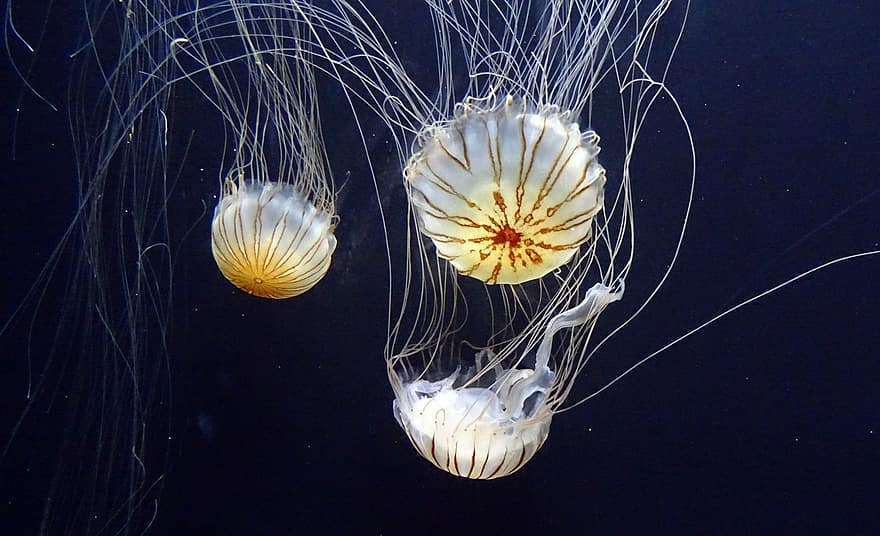jellyfish-jelly-fish-marine-underwater-aquarium-exotic-swimming-aquatic.jpg