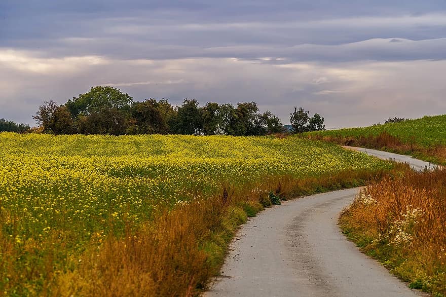 landscape-away-field-field-of-rapeseeds-nature-green-lane-clouds-autumn.jpg