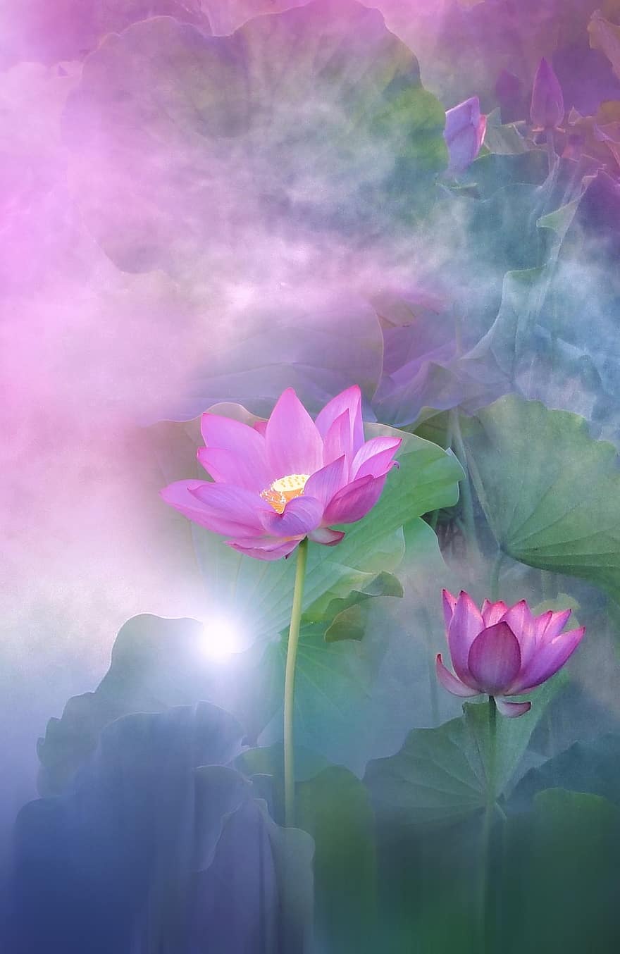 landscape-nature-flower-lotus-lotus-flower-exotic-lake-water-lily-pink.jpg