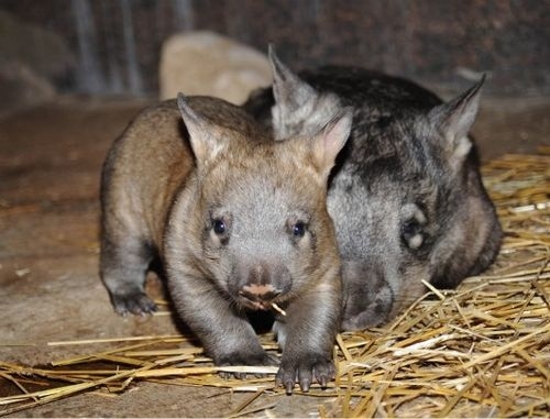Northern-Hairy-Nosed-Wombat.jpg