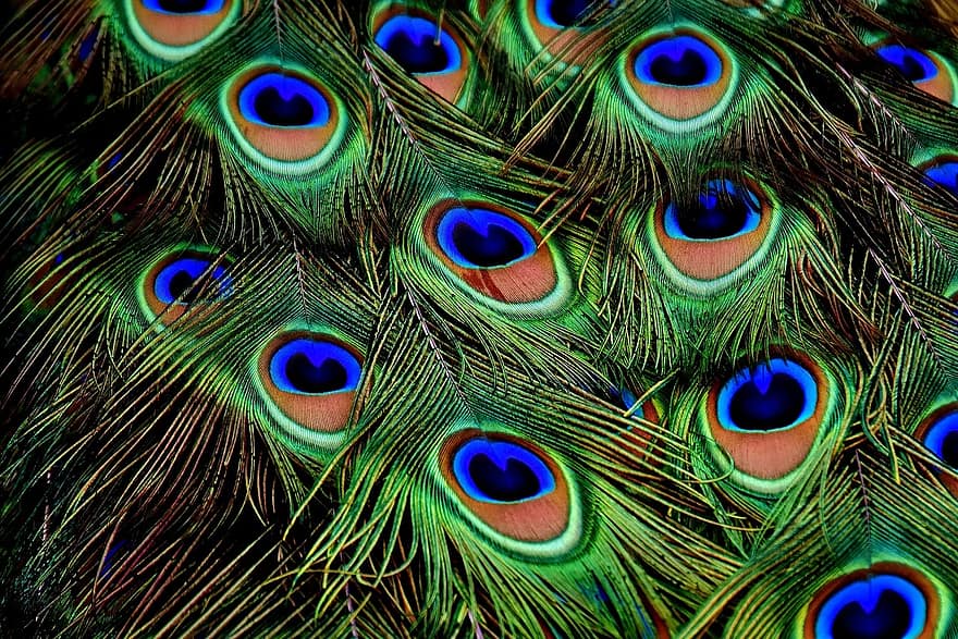 peacock-feathers-plumage-iridescent-animal-peacock-colorful-nature-color-bird.jpg
