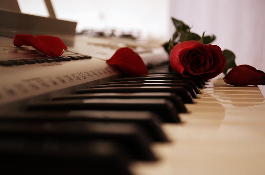 piano-rose-keyboard-passion-petal.jpg