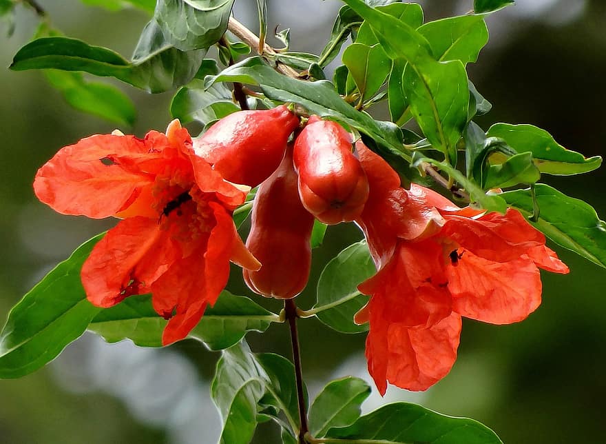 pomegranate-flower-flowers-red-dharwad-india.jpg
