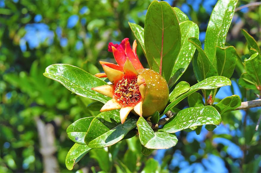 pomegranate-flower-fruit-nature-leaf-plant.jpg