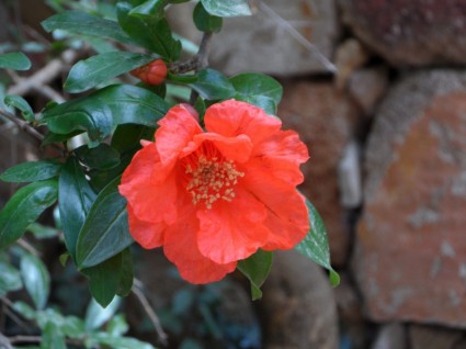 pomegranate-flower-pomegranate-blossom-215942.jpg