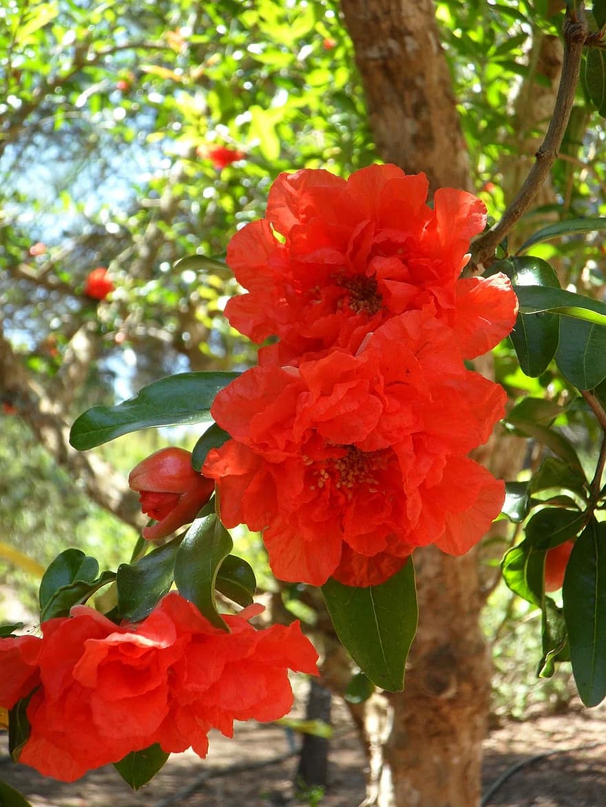 pomegranate-pomegranate-blossom-blossom-bloom-red-flora-flower-plant-nature.jpg
