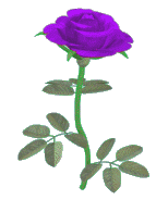 Purple-Roses-89579.gif