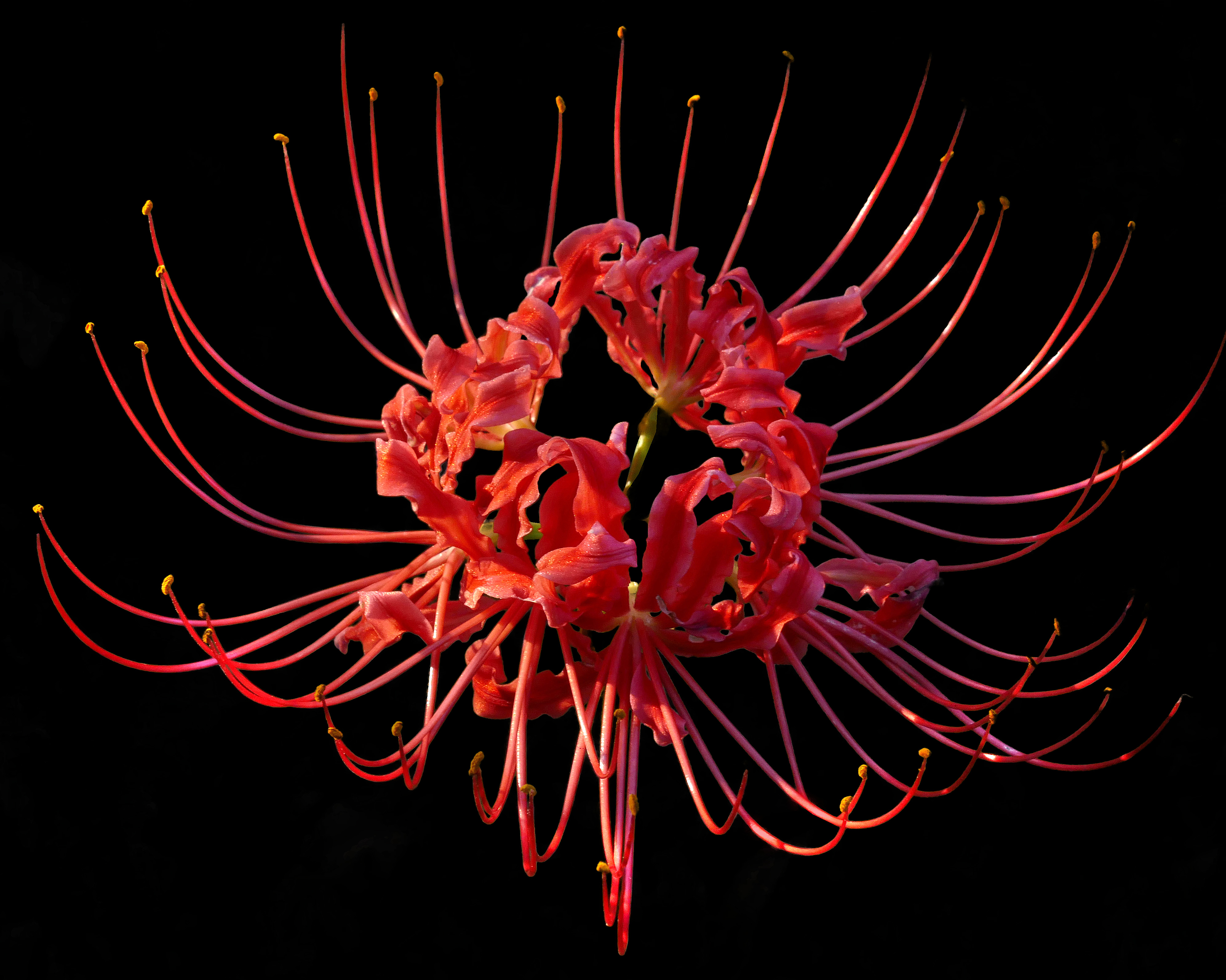 Red_Spider_Lily----Lycoris_radiata.jpg