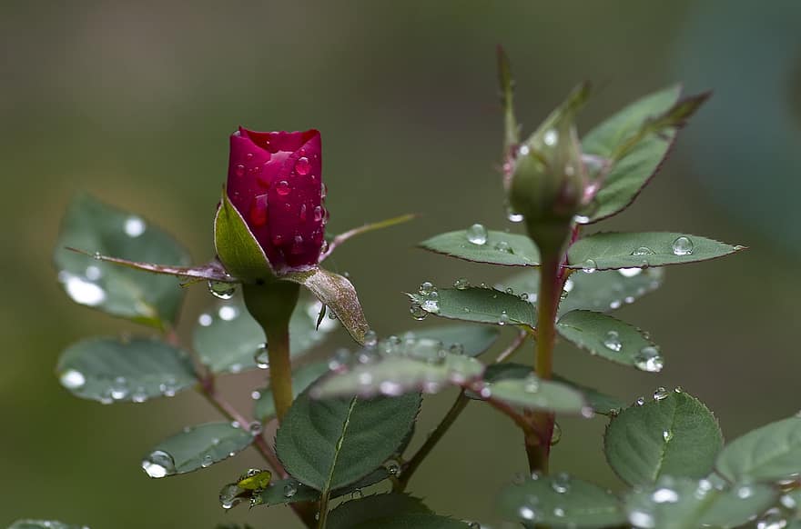 rose-bud-pink-green-drop-of-water-raindrop-drip-dew.jpg