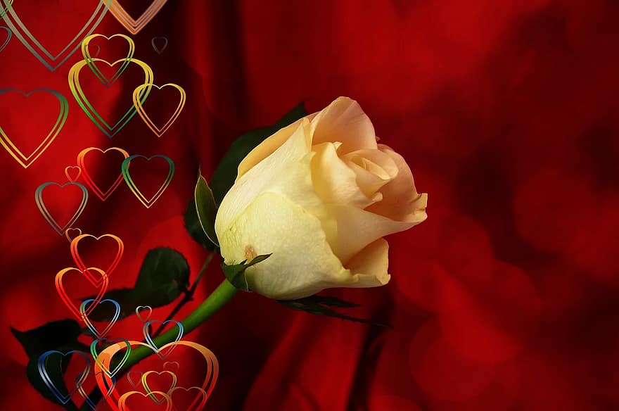 rose-heart-love-luck-abstract-relationship-thank-you-decor-decoration.jpg