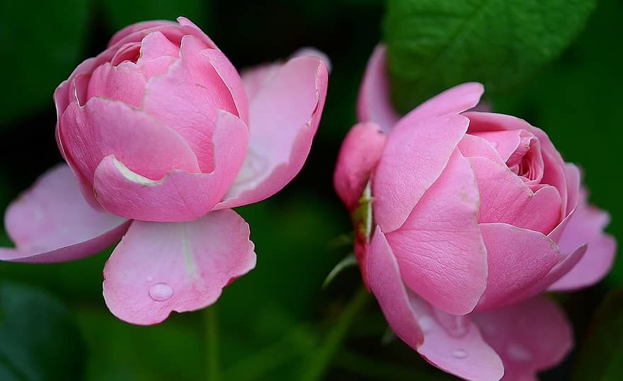 rose-rosaceae-flower-pink-garden-blooming-thorny-flora-love.jpg