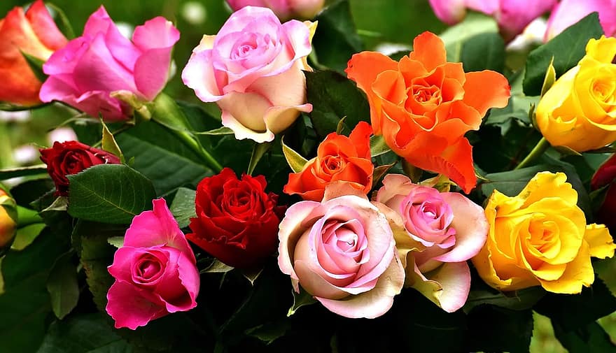 roses-colorful-flowers-blossom-bloom-garden-color-beautiful-rose-bloom.jpg