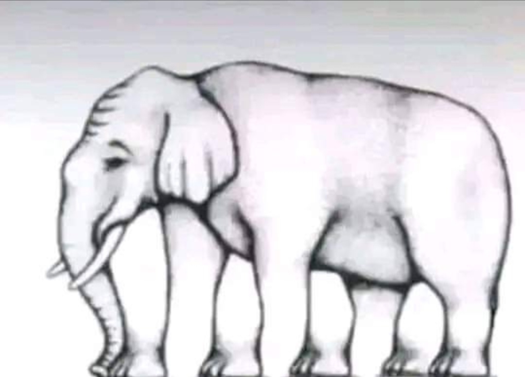 كم عدد ارجل الفيل