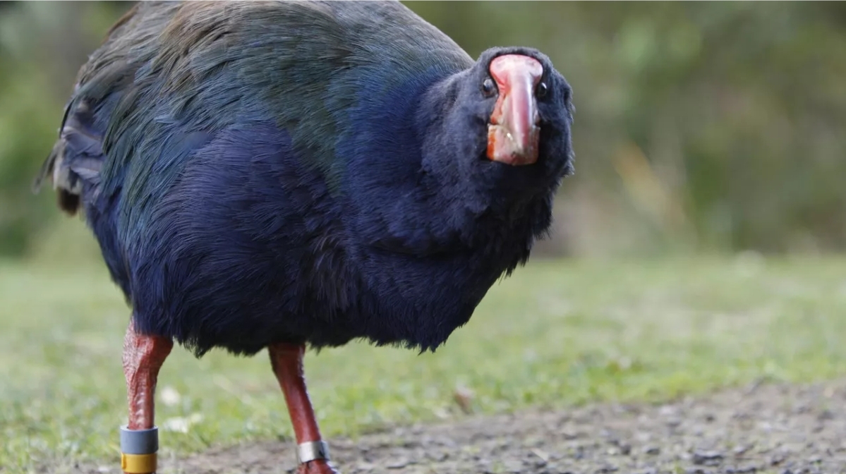 بعد 125 عاما على اختفائه… "الطائر المنقرض" يظهر في نيوزيلندا