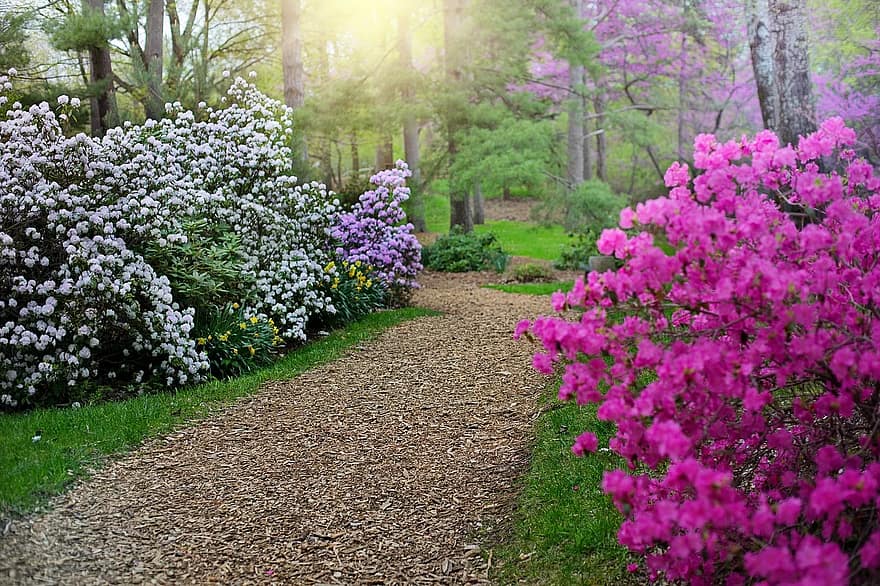 spring-rhododendrons-path-walkway-walk-pink-purple-sunny-morning.jpg