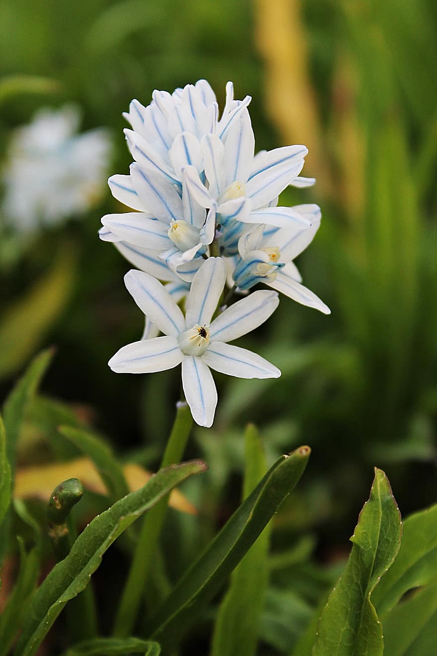star-hyacinth-flowers-plant-petals-white-flowers-leaves-spring-flowers-beginning-of-spring-spr...jpg