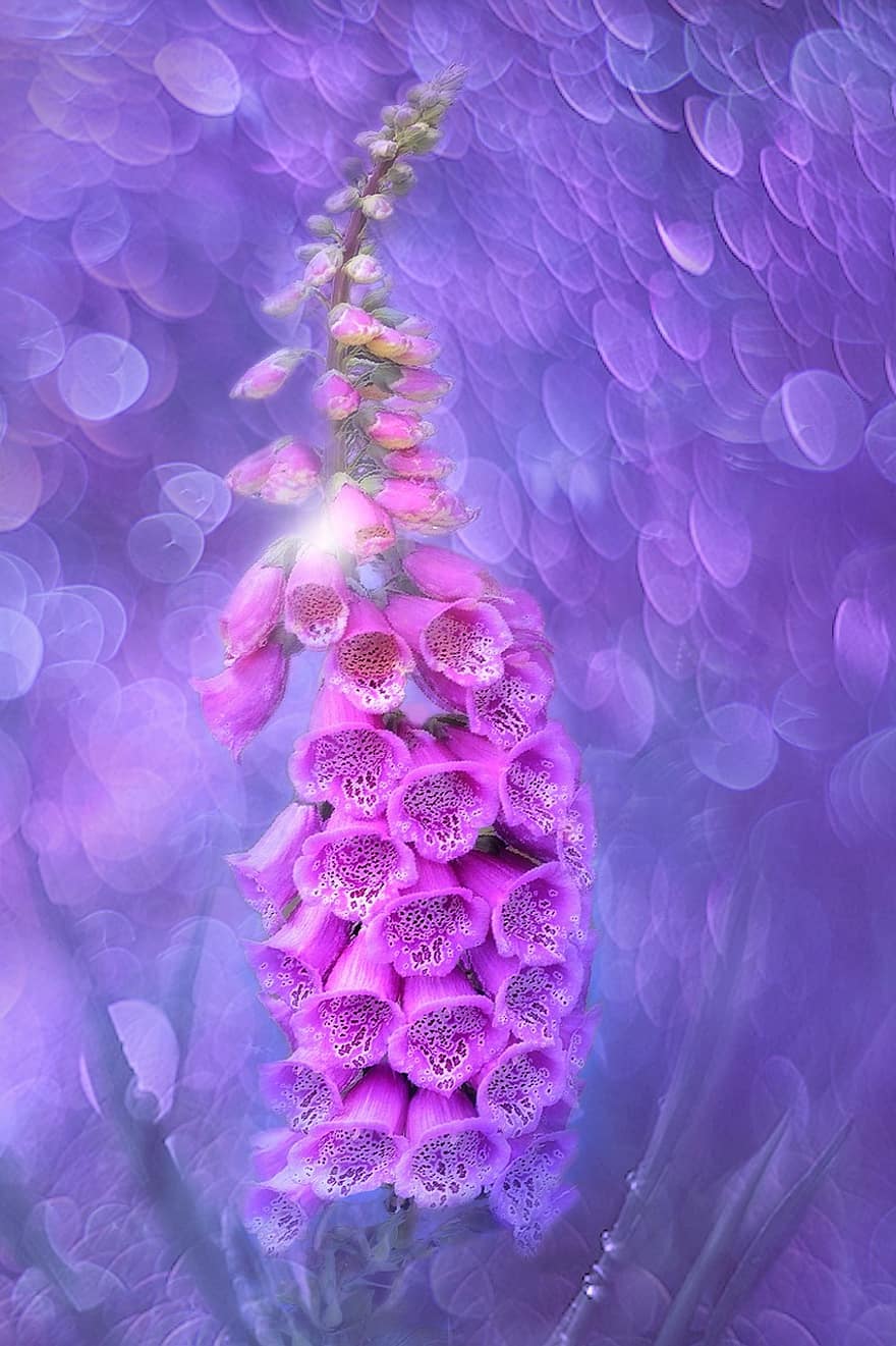 thimble-flower-nature-close-up-blossom-bloom-summer-plant-digitalis.jpg