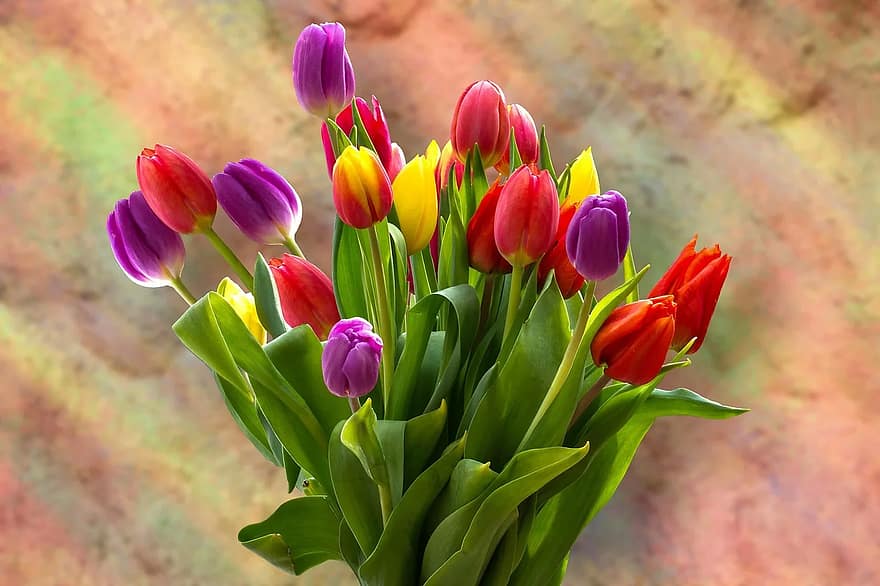 tulips-tulip-bouquet-bouquet-strauss-spring-flower-bloom-colorful-flowers-schnittblume.jpg