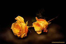 54f6a580a1be17631421bf61882cc02a.gif 54f6a580a1be17631421bf61882cc02a.gif