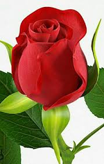 1702585655835.png 1702585655835.png