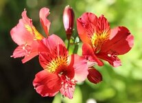 names-of-rare-flowers-and-their-meanings_10279_1_1669837048.jpg names-of-rare-flowers-and-their-meanings_10279_1_1669837048.jpg