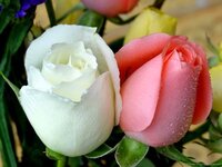 صور ورد 46, احلى صور ورد 2014, صور ورود 2014,صور ورد ملون.jpg