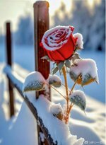 IMG_3684.jpeg IMG_3684.jpeg