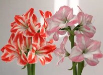 names-of-rare-flowers-and-their-meanings_10279_2_1669837049.jpg names-of-rare-flowers-and-their-meanings_10279_2_1669837049.jpg